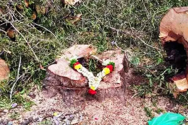 people don't want to cut down the tree 